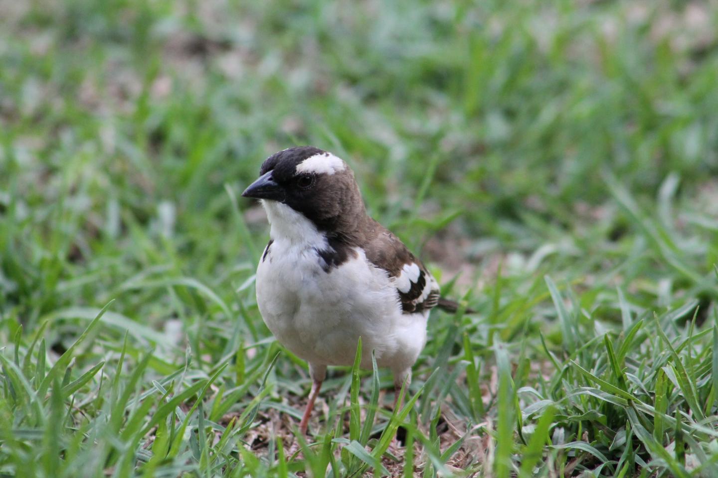 White-Browed Sparrow-Weaver