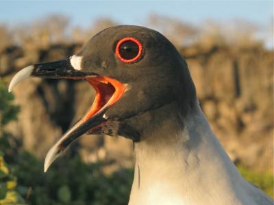 Swallow-Tailed Gull