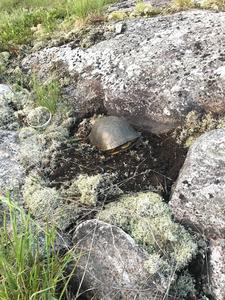 Blanding's turtle nest