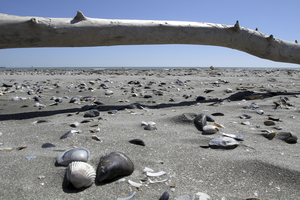 Mollusk shells on a beach along the Adriatic in Italy