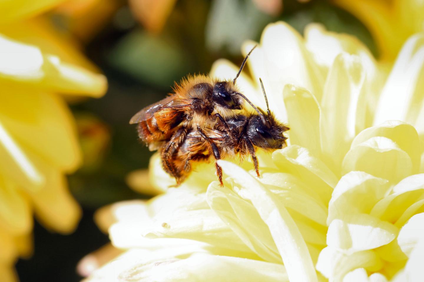 Vibrations tell bees where mates are from EurekAlert!