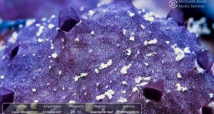Time-lapse footage of the Indo-Pacific sponge Chelonaplysilla sp.