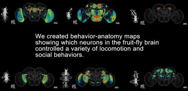 <i>Drosophila</i> Behavior-Brain Maps