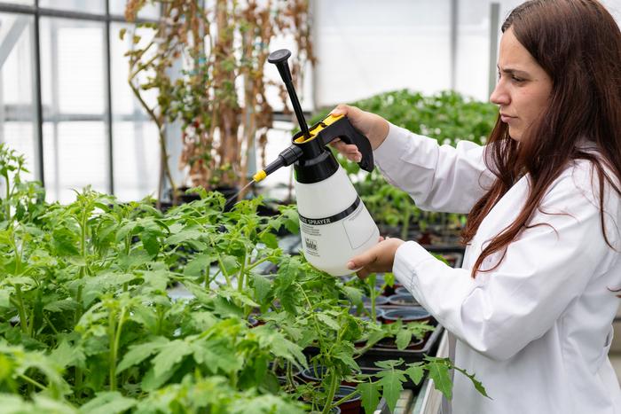 An IBMCP (UPV-CSIC) team discovers a new compound to protect tomatoes from bacteria and drought.