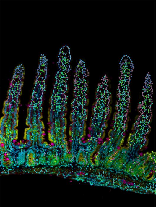 Villi of the small mouse intestine.