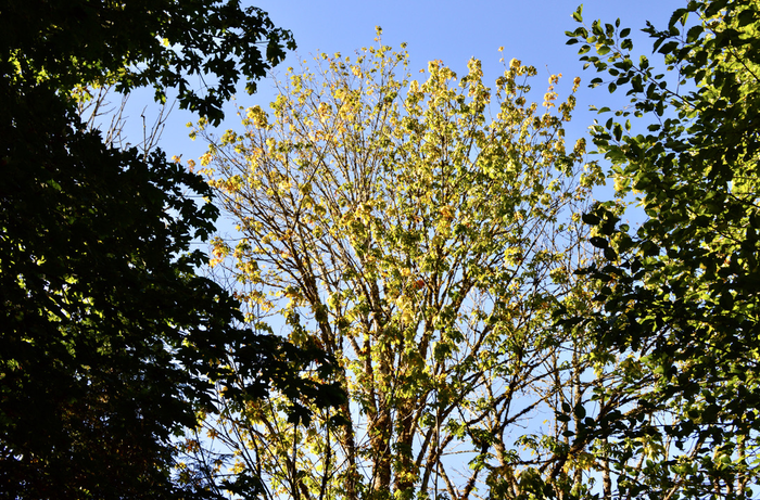 Bigleaf maple declining