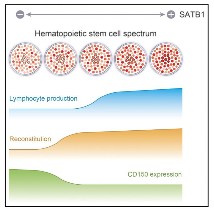 Fig.1. Conceptual Diagram Showing the Diversity of HSCs