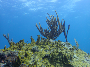 Invasive crustose coralline algae