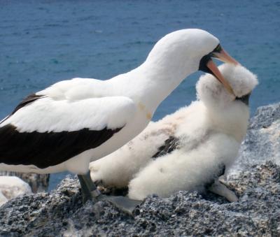 Adult Nazca Booby