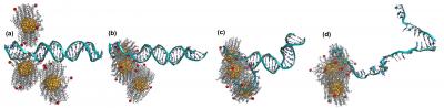 How Charged Gold Nanoparticles Unravel DNA