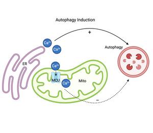 Calcium dynamics during autophagy initiation