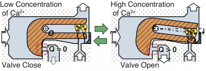 Calcium-Responsive Valve Actuated by <em>Vorticella</em>