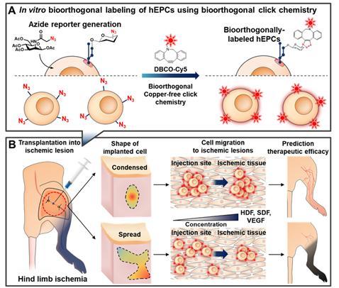 Schematic diagram for predicting the therapeutic efficacy