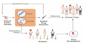 A Path to Translation: How 3D Patient Tumor Avatars Enable Next-Generation Precision Oncology