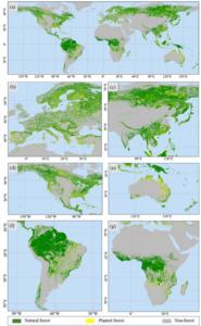 The produced global map of natural and planted forests in 2021.