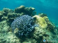 Rottnest Acroporid Coral