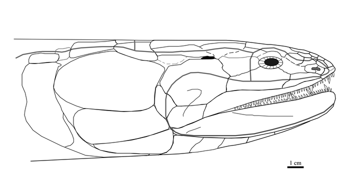 Cladarosymblema narrienense