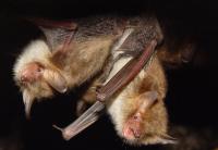 Natterer's Bats