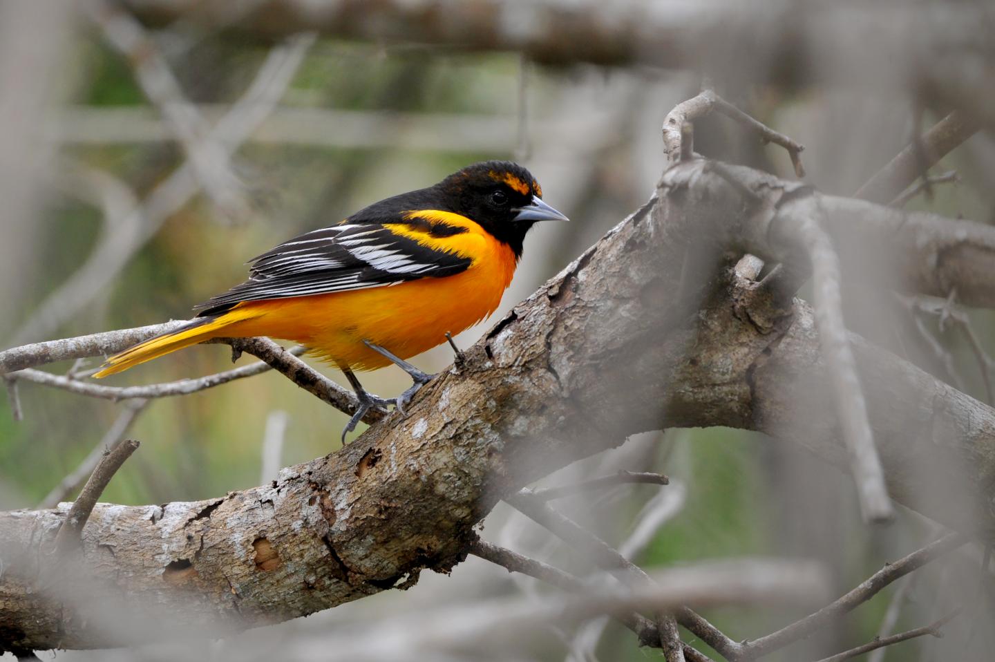 Bullock's Oriole Identification, All About Birds, Cornell Lab of Ornithology