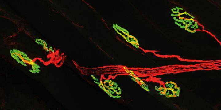 The Neuromuscular Junction