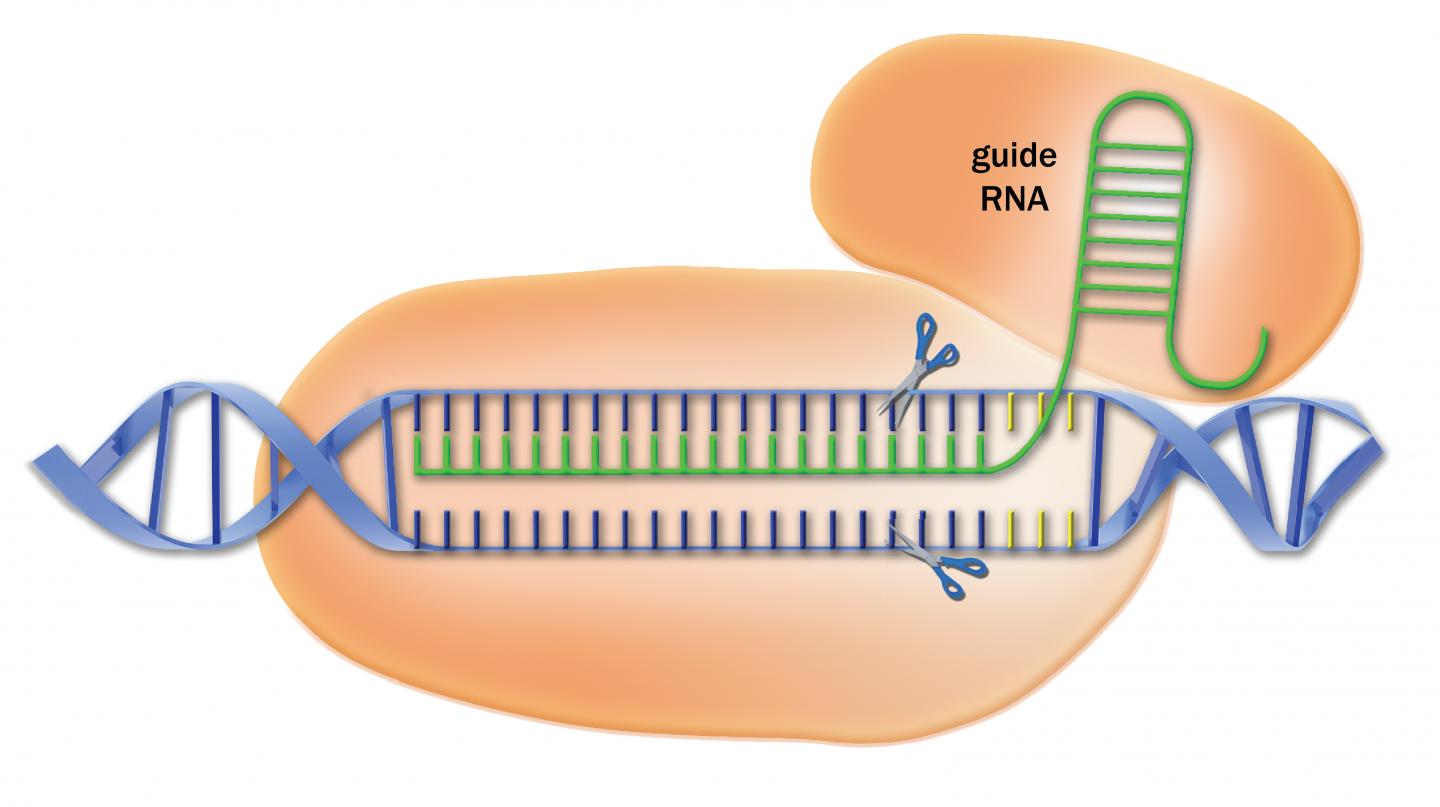 Crispr cas9 технология презентация