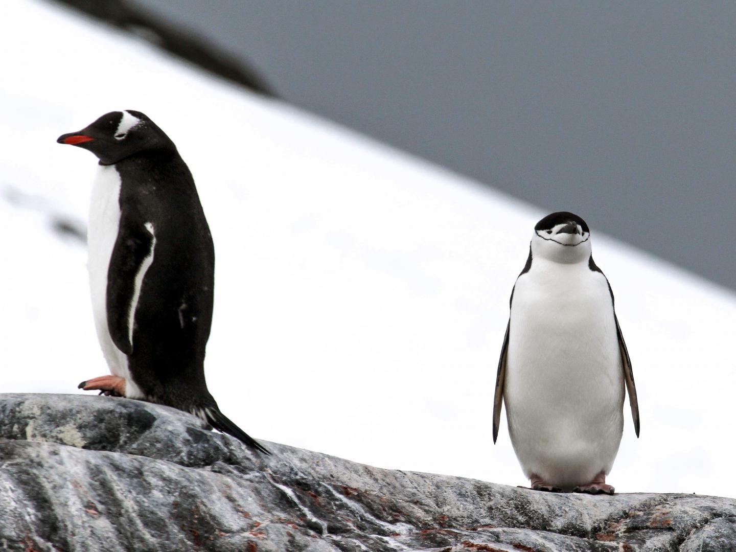 Gentoo and Chinstrap Penguins