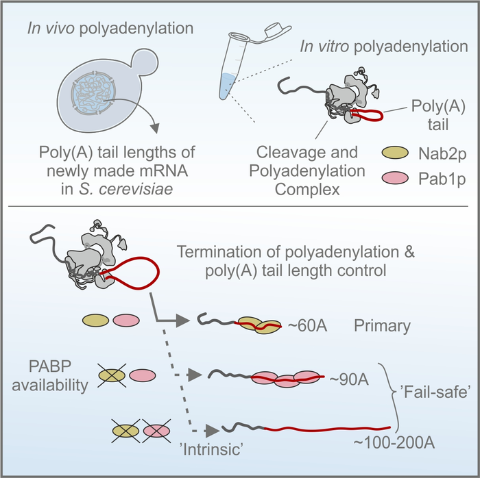 mRNAs trapped in the nucleus to prevent the shortening of their poly(A) tails by cytoplasmic enzymes