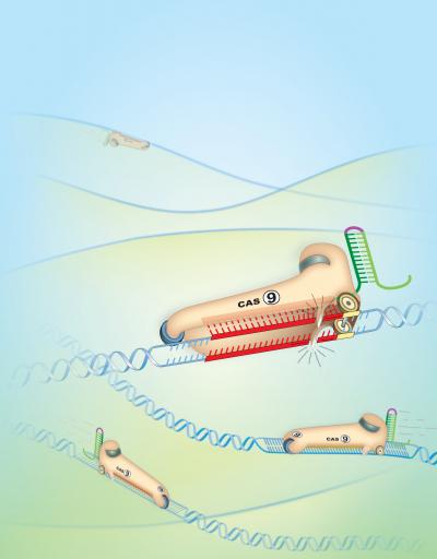 Cas9 Protein to Target DNA