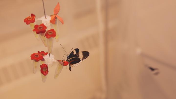 <em>Heliconius cydno </em>Butterflies (2 of 2)