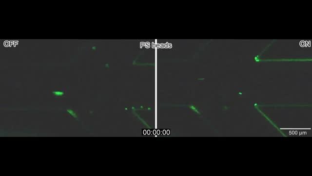 Acoustic Focusing of PS Microparticles