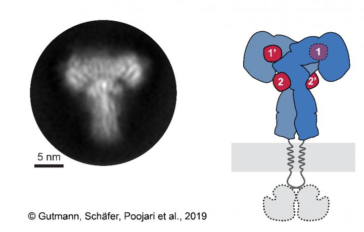 Insulin Receptor Saturated with Insulin Molecules