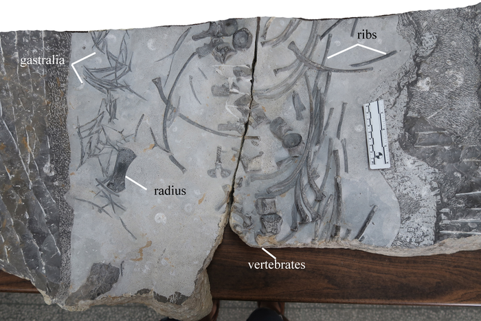 The new specimen of Baisesaurus following preparation in a lab