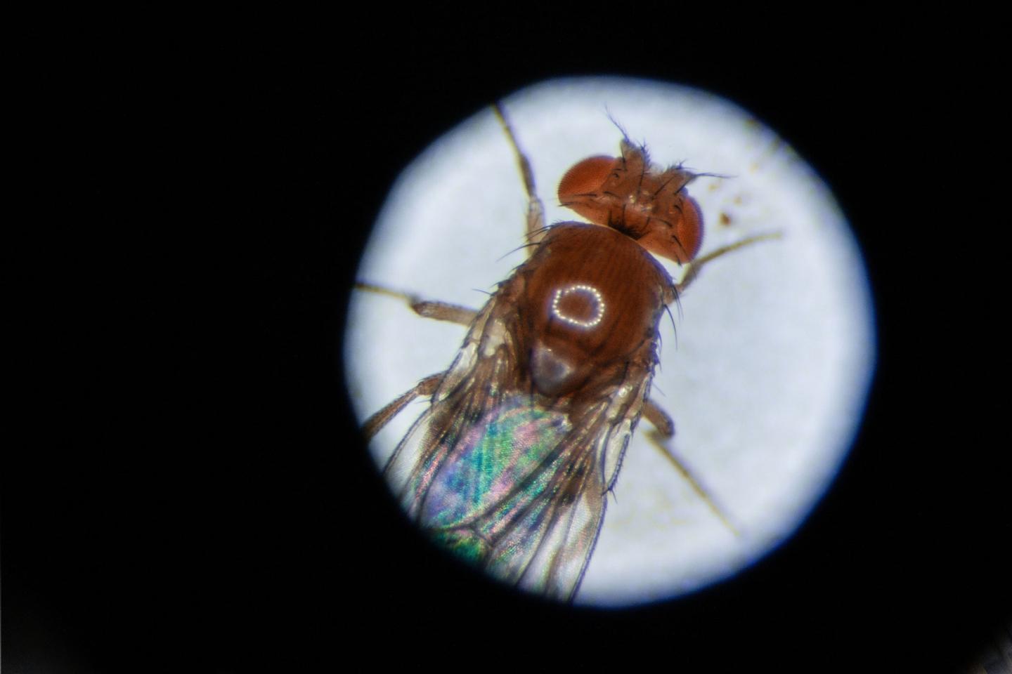 Drosophila Melanogaster