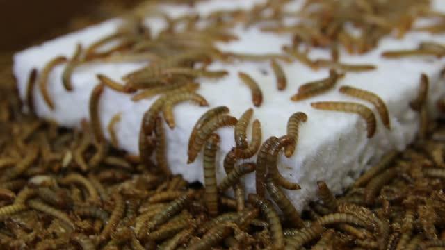 Mealworms Eating Styrofoam