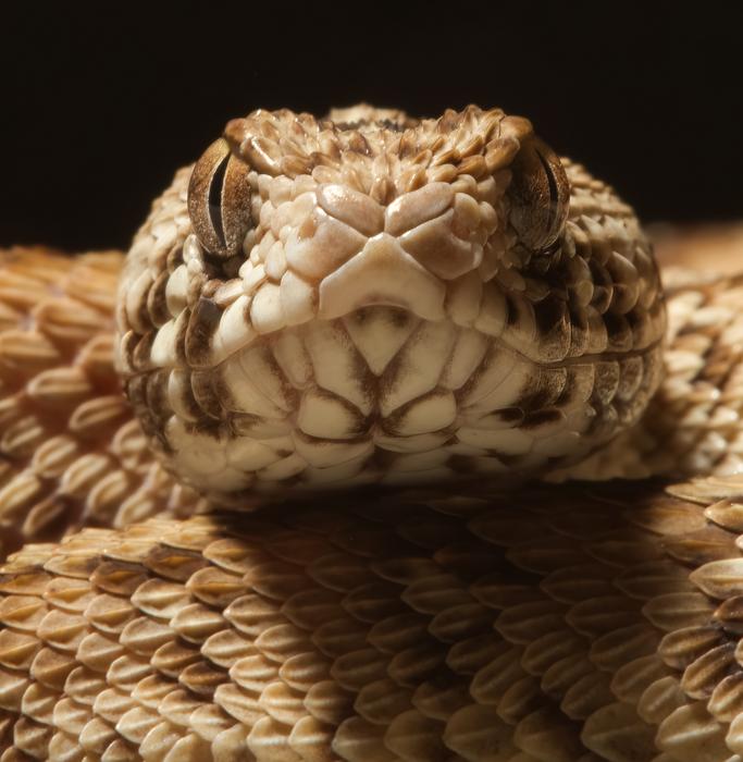 A West African carpet viper (Echis ocellatus)