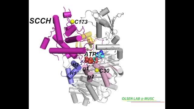 Inhibition of SUMO E1 Activating Enzyme by the Allosteric Inhibitor COH000