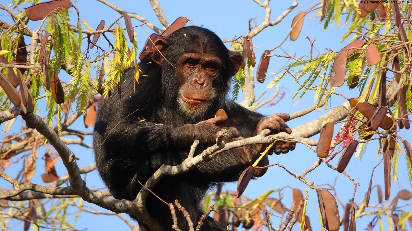 Chimpanzee