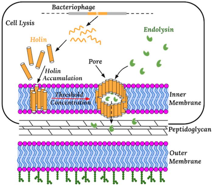Molecular mechanisms of precis [IMAGE] | EurekAlert! Science News Releases