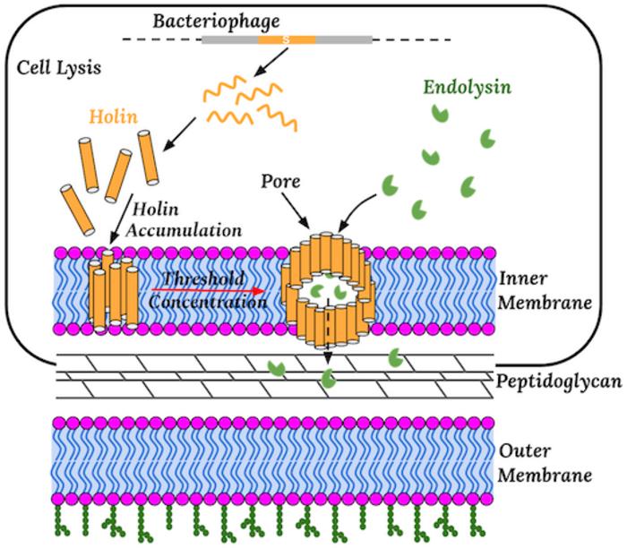 Molecular mechanisms of precise timing in cell lysis