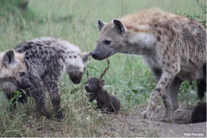 Mother hyena and cub