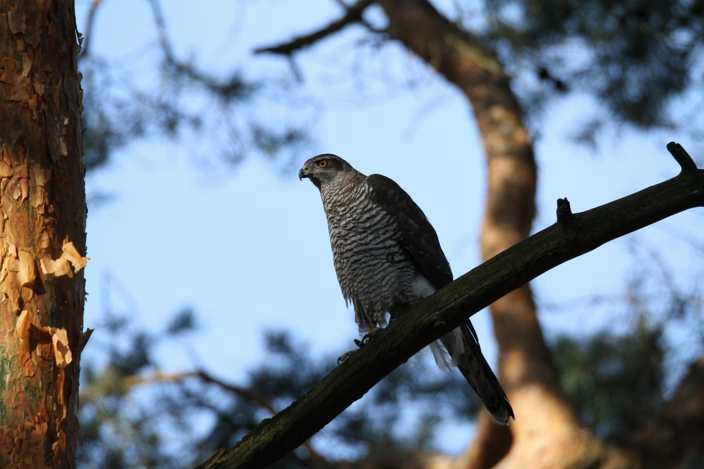 Goshawk in Berlin, Germany