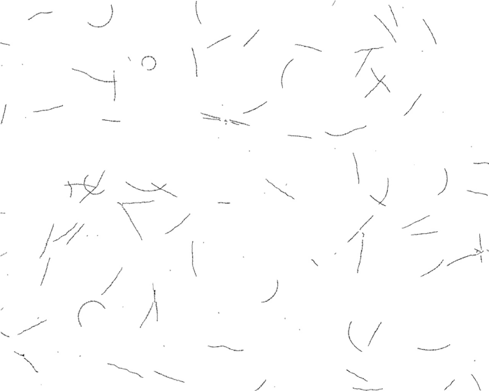 Paths of individual swimming sperm