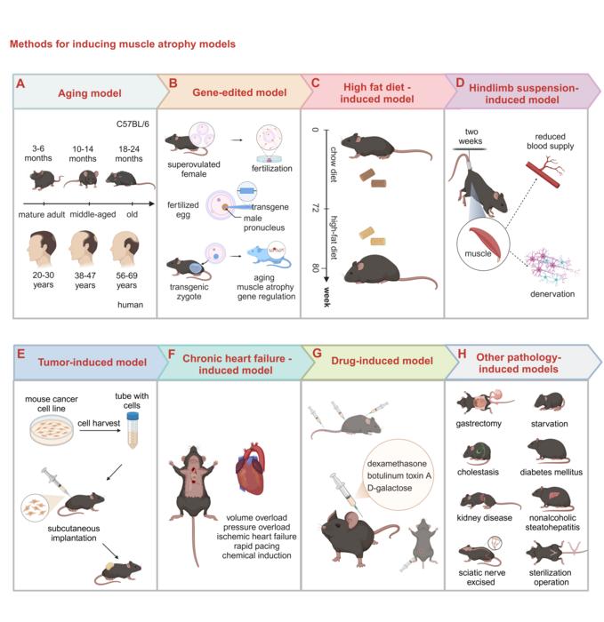 Figure 3: Methods for inducing muscle atrophy models