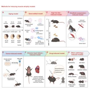 Figure 3: Methods for inducing muscle atrophy models