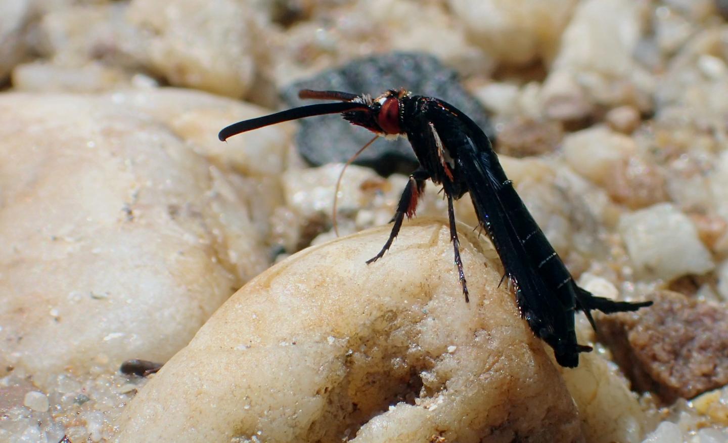 The New Clearwing Moth Sucks up Fluids from Pebbles