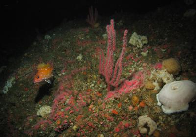 <i>Chromoplexaura</i>