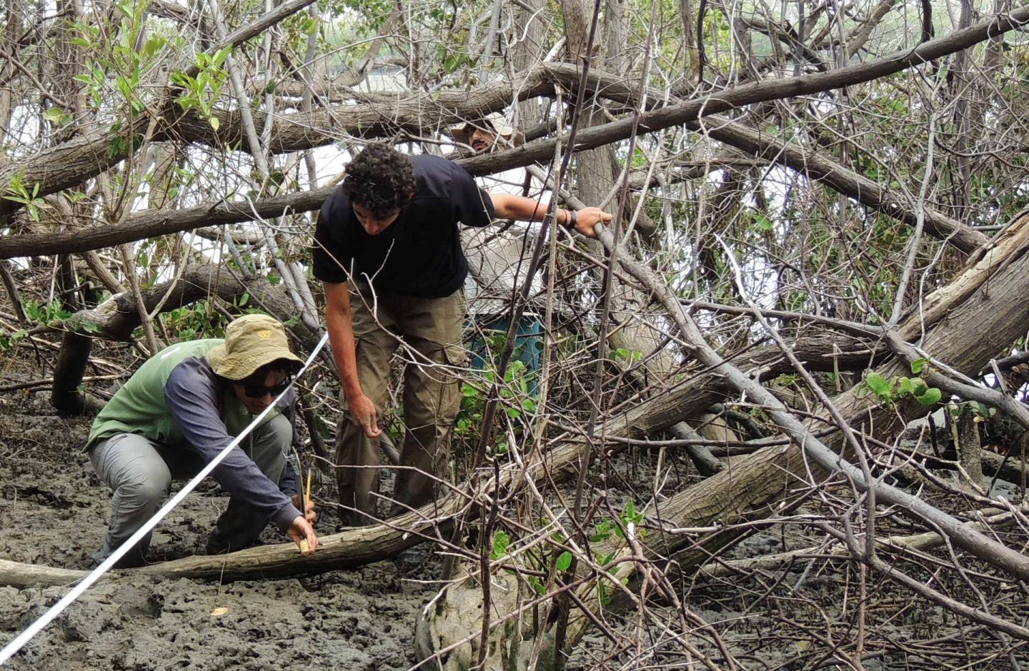Researchers in Mangroves