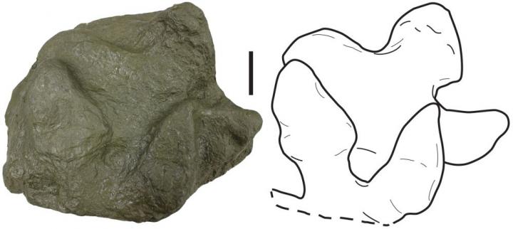 Dozens of Dinosaur Footprints Reveal Ancient Ecosystem of Alaskan Peninsula