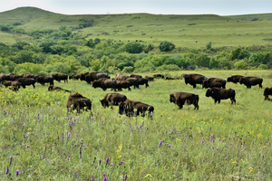 Bison grazing