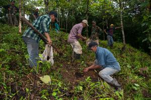 Plantation at Agua Salud